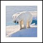 Arctic Polar Bear 193
